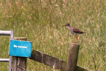 Redshank Copyright: Graham Smith