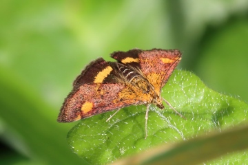 Pyrausta aurata Copyright: Ken Hudgell