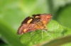 Pyrausta aurata