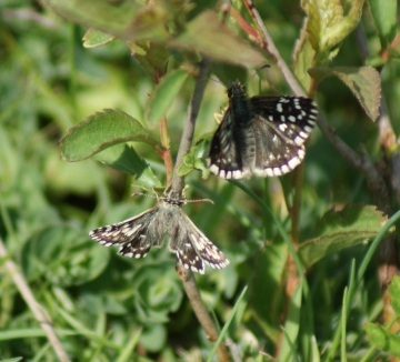 Grizzled Skipper (courtship) Copyright: Robert Smith