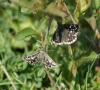 Grizzled Skipper (courtship)