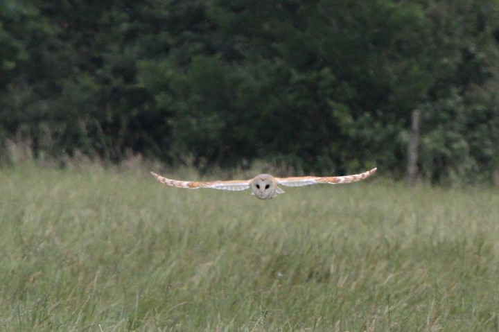 Barn Owl 2 Copyright: Graham Smith