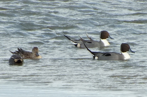 Pintail (Anas acuta) Copyright: Peter Pearson