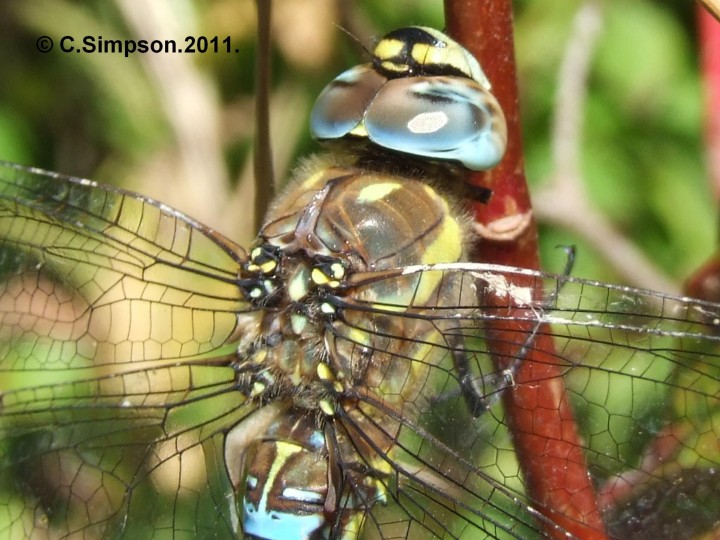 Ashea mixta. Copyright: Colin Simpson