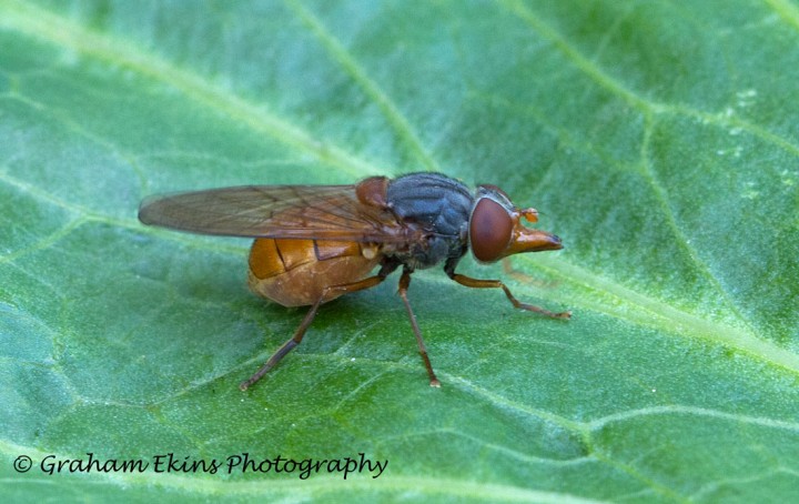 Lateral view Rhingia rostrata Copyright: Graham Ekins