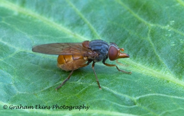 Lateral view Rhingia rostrata Copyright: Graham Ekins