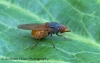 Lateral view Rhingia rostrata