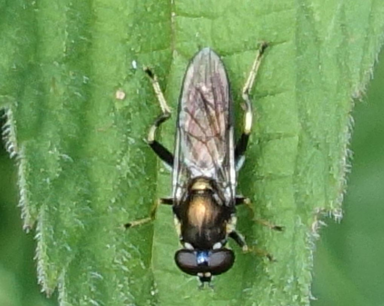 Xylota segnis AT 02.06.24 Copyright: Peter Squire