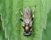 Xylota segnis AT 02.06.24 Copyright: Peter Squire