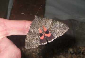 Red Underwing 3 Copyright: Ben Sale