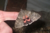 Red Underwing 3  