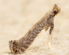 Hornbeam Parornix (Parornix carpinella) (GD)
