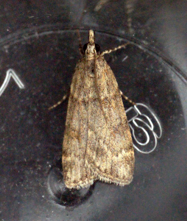 Scoparia subfusca Copyright: Ben Sale