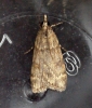 Scoparia subfusca Copyright: Ben Sale