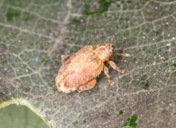 Orchestes quercus Copyright: Peter Harvey