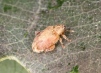 Orchestes quercus Copyright: Peter Harvey