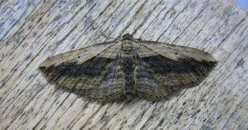 Small Waved Umber Copyright: Stephen Rolls