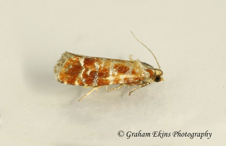 Rhyacionia buoliana 2 GD Copyright: Graham Ekins