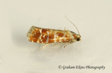 Rhyacionia buoliana 2 GD Copyright: Graham Ekins