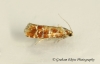 Rhyacionia buoliana 2 GD Copyright: Graham Ekins