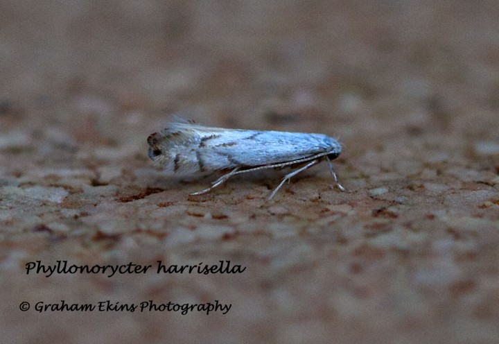 Phyllonorycter harrisella 2 Copyright: Graham Ekins