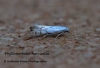 Phyllonorycter harrisella 2 Copyright: Graham Ekins