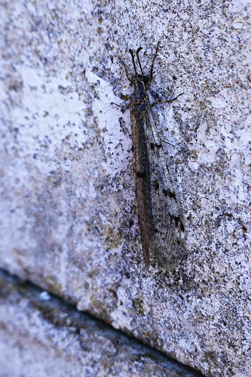Antlion Copyright: Alf Mullins