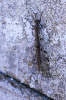 Antlion 
