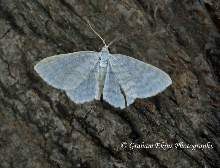 Small White Wave  Asthena albulata Copyright: Graham Ekins