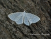 Small White Wave  Asthena albulata