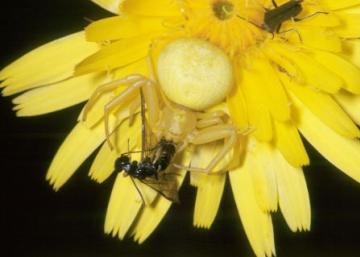 Misumena vatia Copyright: Peter Harvey