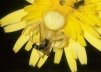 Misumena vatia