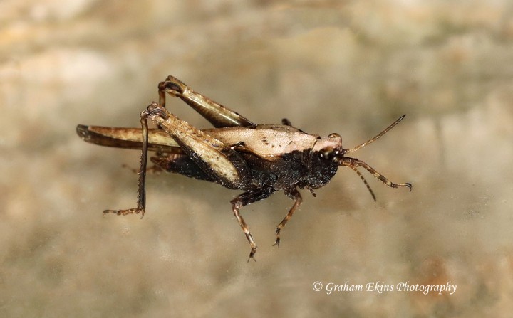Tetrix subulata  (Slender Groundhopper female) Copyright: Graham Ekins
