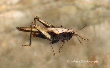Tetrix subulata  (Slender Groundhopper female) Copyright: Graham Ekins