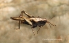 Tetrix subulata  (Slender Groundhopper female) 