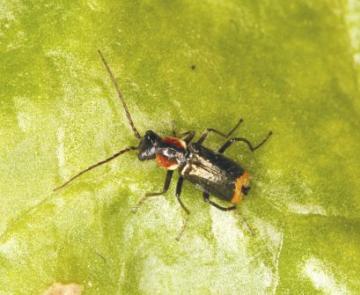 Axinotarsus pulicarius