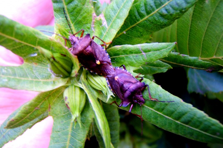 Forest Bug (pair mating) Copyright: Peter Pearson