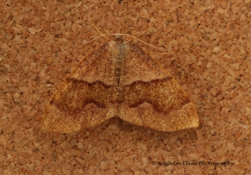 Barred Umber   Plagodis pulveraria Copyright: Graham Ekins