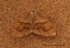 Barred Umber   Plagodis pulveraria