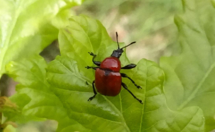 Oak leaf roller Backwarden 15.05.23 Copyright: Peter Squire