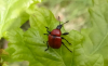 Oak leaf roller Backwarden 15.05.23