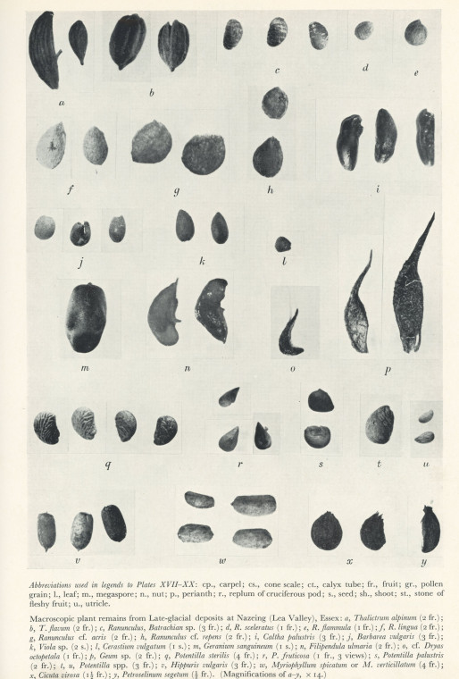 Macroscopic Plant Remains 1 Nazeing Late Glacial Copyright: H Godwin 1956