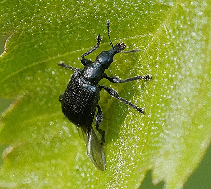 Deporaus betulae Copyright: Roger Payne