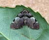 Streamer  Anticlea derivata