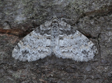 Lobophora halterata 4 Copyright: Graham Ekins