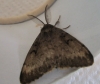 Gypsy Moth in August 2013 