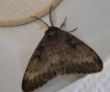 Gypsy Moth in August 2013 Copyright: Kathleen Black