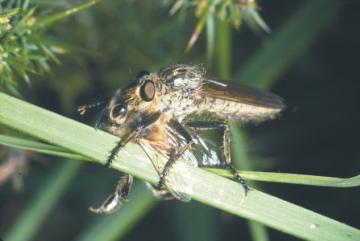 Eutolmus rufibarbis Copyright: Peter Harvey