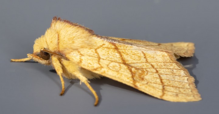 Orange Sallow 08-09-2020 Side Copyright: Bill Crooks