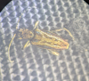 Donacia marginata 
